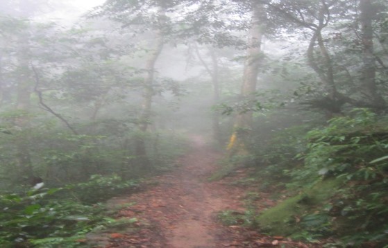 Đường mòn vào Tam Đảo 2 Đường mòn vào Tam Đảo 2 4