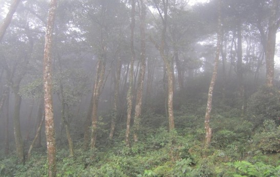 Đường mòn vào Tam Đảo 2 5