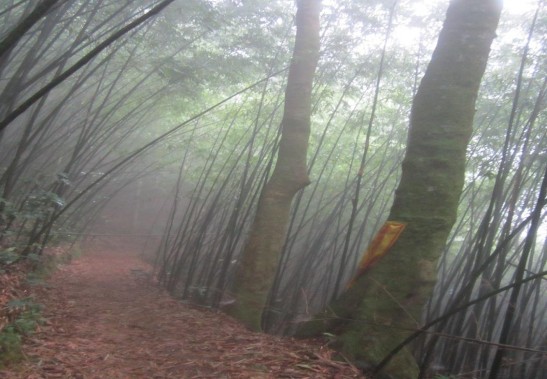 Đường mòn vào Tam Đảo 2 6