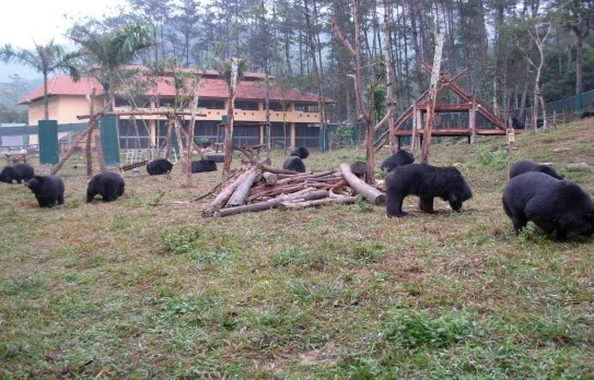 Trung tâm cứu hộ Gấu Tam Đảo 10