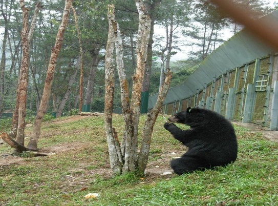 Trung tâm cứu hộ Gấu Tam Đảo 11