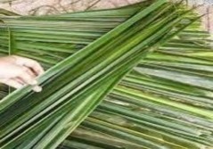 Hình 3 4 Mô hình những chú Cào cào tết từ lá dừa 3 2 2 3 Điều kiện thực 2