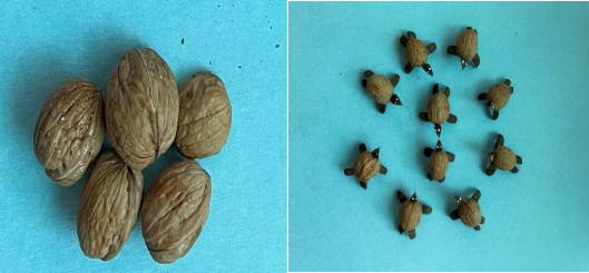 Hình 3 7 Quả óc chó và mô hình những chú Rùa làm từ quả óc chó Giáo viên 3