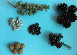 Hình 3 5 Mô hình chú Rùa và các loại hột hạt để trẻ lựa chọn làm mô hình 1