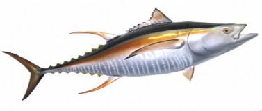 Hình 1 5 Cá ngừ vây vàng Thunnus albacares Cá ngừ Vây vàng trưởng thành thường 1