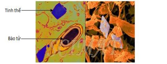 Hình 1 1 Bào tử và tinh thể của Bacillus thuringiensis 21 Cùng với quá trình tạo 1