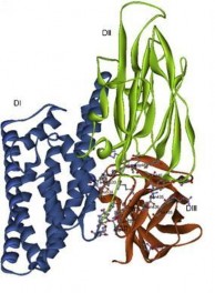 Hình 1 3 Mô hình cấu trúc không gian 3 chiều của protein độc tố Cry1Ac 1 1 8 Cơ 1