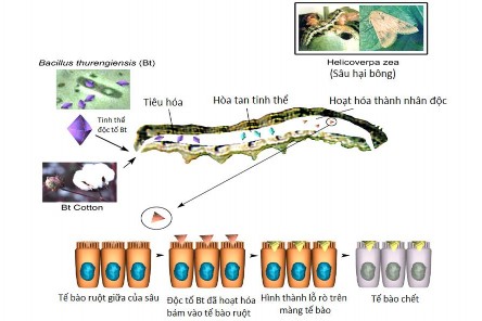 Hình 1 4 Cơ chế diệt sâu của vi khuẩn Bacillus thuringiensis 21 1 1 9 Nghiên cứu 2