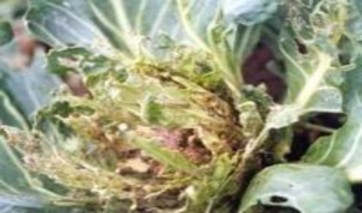 Hình 1 6 Rau bắp cải bị sâu hại 3 Các nghiên cứu chỉ ra rằng sâu tơ là 2