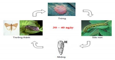 Hình 1 7 Vòng đời của sâu xanh da láng 3 Chương 2 VẬT LIỆU VÀ PHƯƠNG PHÁP 3