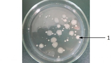 Hình 3 1 Hình dạng khuẩn lạc Bt trên môi trường MPA sau khi nuôi ở 28ºC sau 72h 2