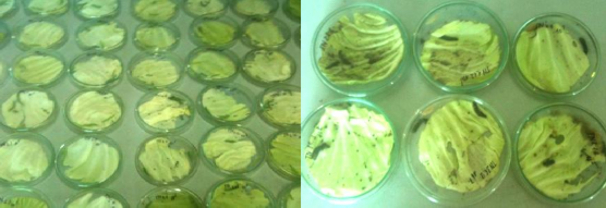 Hình 3 4 Hoạt tính diệt sâu xanh da láng của các chủng Bta nghiên cứu Bảng 3 2 3