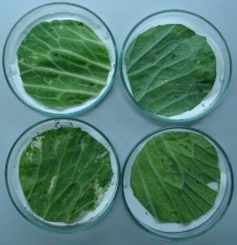 Hình 3 5 Hoạt tính diệt sâu tơ của các chủng Bta nghiên cứu Bảng 3 3 Hoạt 4