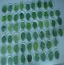 Hình 3 5 Hoạt tính diệt sâu tơ của các chủng Bta nghiên cứu Bảng 3 3 Hoạt 5