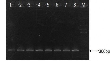 Hình 3 6 Điện di đồ sản phẩm PCR của các chủng Bta nghiên cứu Giếng 1 2 3 6