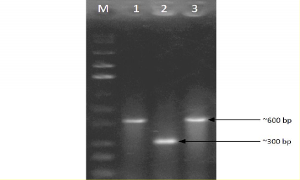 Hình 3 8 Điện di đồ sản phẩm PCR colony với mồi M13 1 3 Sản phẩm PCR các 1