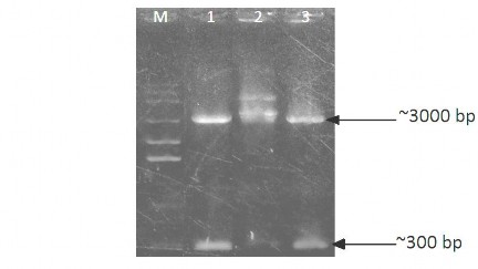 Hình 3 9 Điện di đồ phẩm cắt DNA plasmid tách chiết từ các dòng khuẩn lạc 2