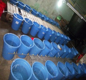 Hình 2 1 Bố trí thí nghiệm 2 3 4 Thử kháng sinh đồ Kibry Bauer Tiến hành thử 1