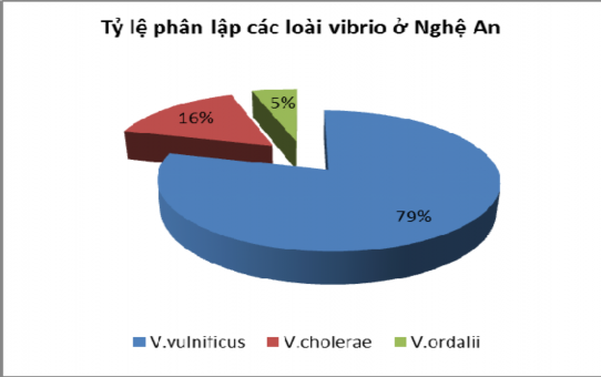 Hình 3 1 Tỷ lệ phận lập các loài Vibrio ở Nghệ An Hình 3 2 Tỷ lệ phận lập 3