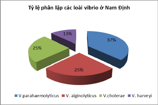 Hình 3 2 Tỷ lệ phận lập các loài Vibrio ở Nam Định Vi khuẩn V vulnificus Vi 4