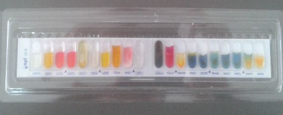 Công thức TN Số lượng mẫu Biến đổi mô học Vi khuẩn Hoại tử Bong tróc tế 1