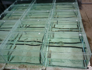 Hình 3 1 Hệ thống thí nghiệm LC 50 Theo dòi và ghi nhận số cá chết sau 3 6 9 1