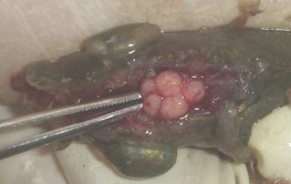 Hình 3 2 Lấy mẫu não cá Hình 3 3 Lấy mẫu cơ cá 3 4 2 Cách nghiền mẫu Trước 1