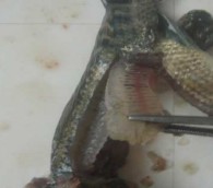 Hình 3 2 Lấy mẫu não cá Hình 3 3 Lấy mẫu cơ cá 3 4 2 Cách nghiền mẫu Trước 2