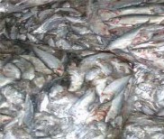 Hình 2 9 Nguyên liệu cá tạp từ các tàu khai thác phân phối cho các vùng NTTS 3