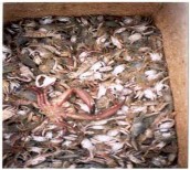 Hình 2 9 Nguyên liệu cá tạp từ các tàu khai thác phân phối cho các vùng NTTS 4