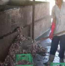 Hình 1 10 Nguyên liệu cá tạp được nông hộ tự chế thức ăn cho NTTS Trong nuôi 5