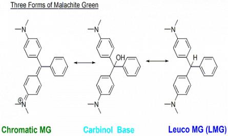 Nghiên cứu ảnh hưởng kết hợp của malachite green và nhiệt độ lên một số chỉ tiêu sinh lý và men cholinesterase của cá tra (pangasianodon hypophthalmus) - 2