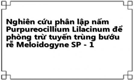 Nghiên cứu phân lập nấm Purpureocillium Lilacinum để phòng trừ tuyến trùng bướu rễ Meloidogyne SP - 1
