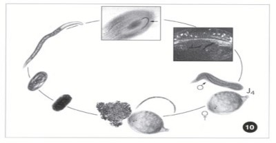 Hình 1 6 Chu kỳ sống của tuyến trùng bướu rễ Meloidogyne sp 1