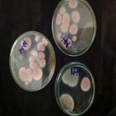 Hình 3 22 Ảnh hưởng của nguồn N lên số lượng bào tử nấm Purpureocillium 2