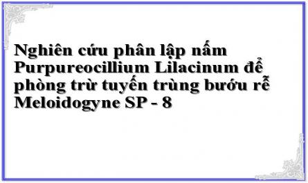 Đồ Thị Khảo Sát Ảnh Hưởng Nguồn C Lên Sinh Khối Nấm Purpureocillium Lilacinum