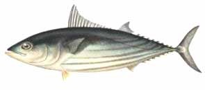  Cá ngừ vằn Tên tiếng Anh Skipjack tuna Tên khoa học Katsuwonus pelamis Linnaeus 1