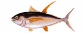 Tên khoa học Thunnus Albacares Kích thước tối đa 239cm trọng lượng tối đa 3