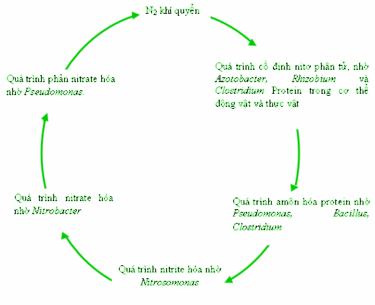 Hình 2 1 Chu trình chuyển hóa Nitơ trong tự nhiên www microponics net au 3Fp 3D197 1
