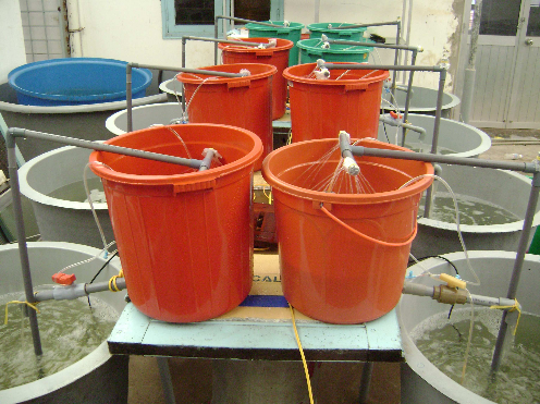 Hình 3 1 Hệ thống bể thí nghiệm với tỷ lệ thể tích bể lọc khác nhau Các 1