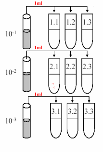 Hình 3 2 Cách xác định mật độ vi khuẩn theo phương pháp MPN Sau khi kiểm tra ghi 2