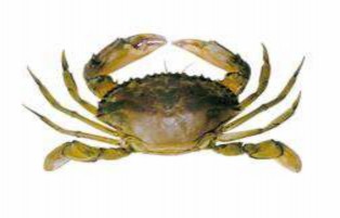 Hình 2 1 hình thái của loài cua biển Sscylla paramamosain theo phân loại của 1