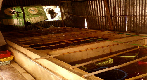 Hình 3 2 Ảnh bố trí thí nghiệm nuôi vớ các loại thức ăn khác nhau Bảng 3 1 4