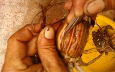 Hình 3 3 Kiểm tra gạch cua Hình 3 4 Thu hoạch cua 3 3 2 Nghiên cứu nuôi vỗ béo 5