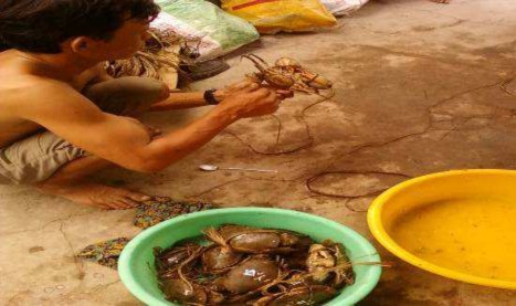 Hình 3 4 Thu hoạch cua 3 3 2 Nghiên cứu nuôi vỗ béo cua gạch với các kích cỡ 6