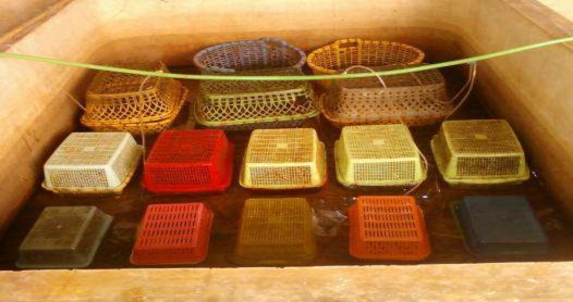 Hình 3 5 Ảnh bố trí 1 bể của thí nghiệm nuôi với các kích cở lồng khác 7