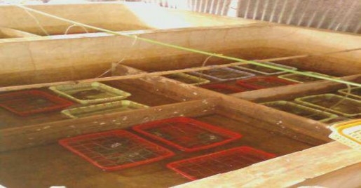 Hình 3 6 Ảnh bố trí thí nghiệm nuôi với với các mật độ khác nhau 8