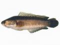 Nghiên cứu phương thức thay thế thức ăn chế biến trong ương cá lóc đen (channa striata) - 2