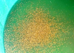 Hình 3 4 Cá bột cá lóc đen 10 ngày tuổi trái và hệ thống bể thí nghiệm 1