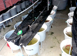 Hình 3 4 Cá bột cá lóc đen 10 ngày tuổi trái và hệ thống bể thí nghiệm 2